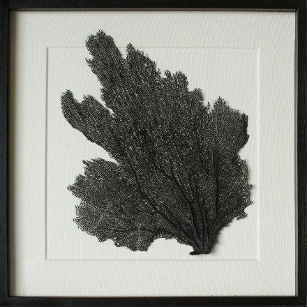 24 x 24" Classic Sea Fan on Embossed White Linen - WJC Design