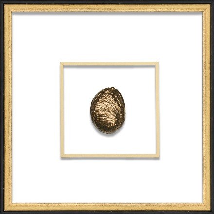 Gold Abalone - WJC Design