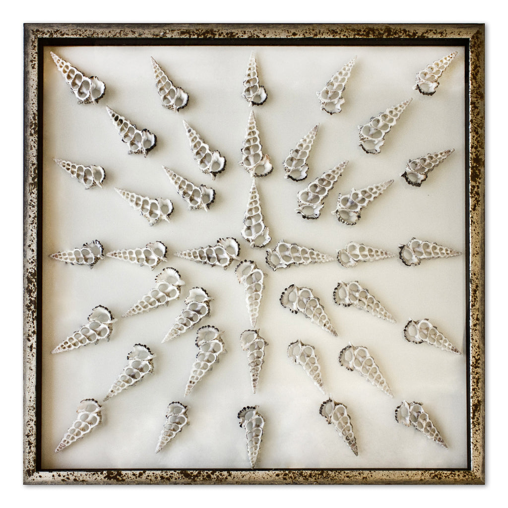 Sliced Cerithium Shells - WJC Design