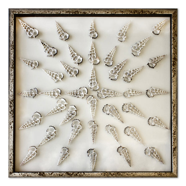 Sliced Cerithium Shells - WJC Design