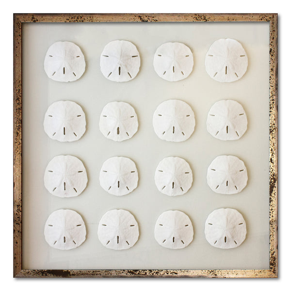 16 Florida Sand Dollars - WJC Design