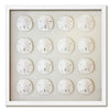 16 Florida Sand Dollars - WJC Design