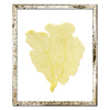 15 x 18" Classic Sea Fan - WJC Design