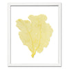15 x 18" Classic Sea Fan - WJC Design