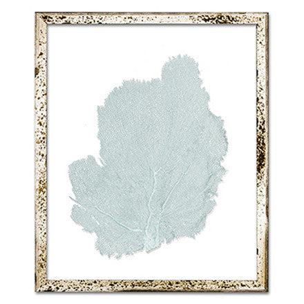 15 x 18" Classic Sea Fan - WJC Design