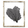 15 x 18" Classic Sea Fan - WJC Design