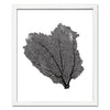 15 x 18" Classic Sea Fan - WJC Design