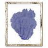 15 x 18" Classic Sea Fan - WJC Design