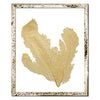 15 x 18" Classic Sea Fan - WJC Design