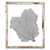 15 x 18" Classic Sea Fan - WJC Design