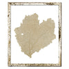 15 x 18" Classic Sea Fan - WJC Design