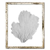 15 x 18" Classic Sea Fan - WJC Design