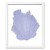 15 x 18" Classic Sea Fan - WJC Design