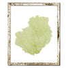 15 x 18" Classic Sea Fan - WJC Design