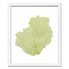 15 x 18" Classic Sea Fan - WJC Design