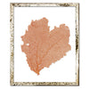 15 x 18" Classic Sea Fan - WJC Design