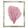 15 x 18" Classic Sea Fan - WJC Design
