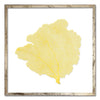 20 x 20" Classic Sea Fan - WJC Design