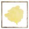 30 x 30" Classic Sea Fan - WJC Design