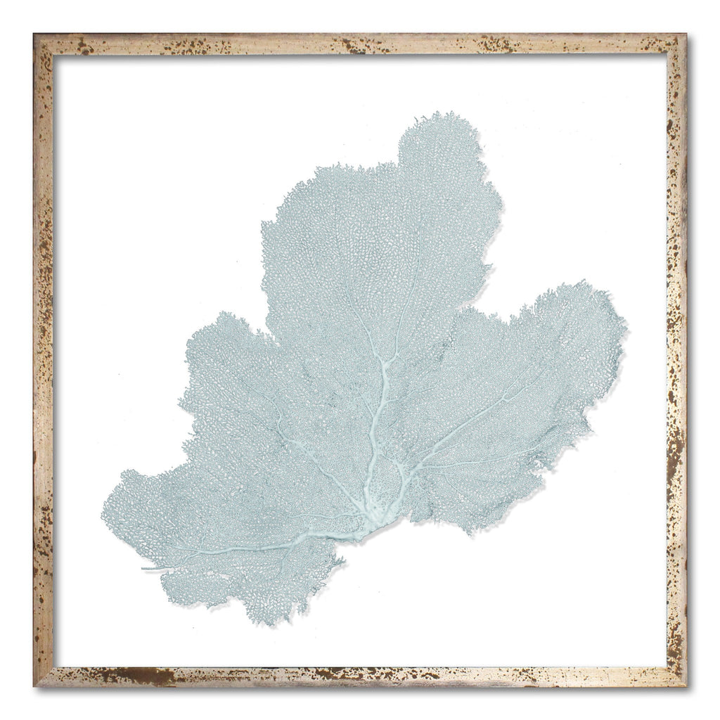 20 x 20" Classic Sea Fan - WJC Design
