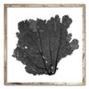 30 x 30" Classic Sea Fan - WJC Design