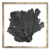 20 x 20" Classic Sea Fan - WJC Design
