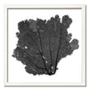 20 x 20" Classic Sea Fan - WJC Design