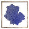 30 x 30" Classic Sea Fan - WJC Design
