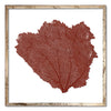 30 x 30" Classic Sea Fan - WJC Design
