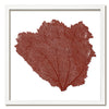20 x 20" Classic Sea Fan - WJC Design