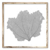 30 x 30" Classic Sea Fan - WJC Design