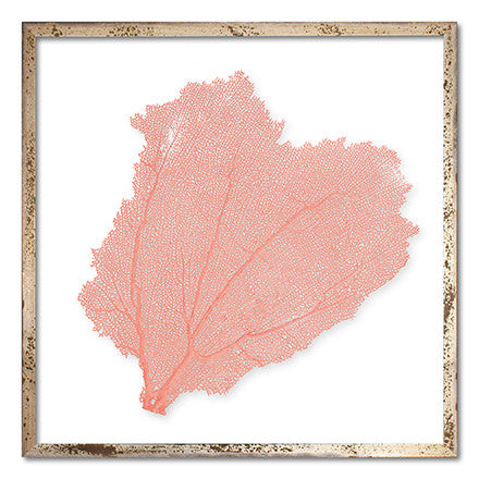 Classic Sea Fan – WJC Design + Ambler Art Group