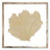 30 x 30" Classic Sea Fan - WJC Design