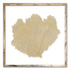 20 x 20" Classic Sea Fan - WJC Design