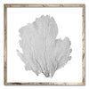 30 x 30" Classic Sea Fan - WJC Design