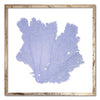 30 x 30" Classic Sea Fan - WJC Design