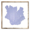 20 x 20" Classic Sea Fan - WJC Design