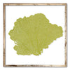 30 x 30" Classic Sea Fan - WJC Design