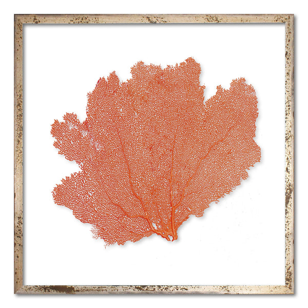 20 x 20" Classic Sea Fan - WJC Design