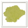 20 x 20" Classic Sea Fan - WJC Design