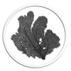 Classic Sea Fan in Round Frame - WJC Design