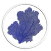 Classic Sea Fan in Round Frame - WJC Design