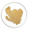 Classic Sea Fan in Round Frame - WJC Design