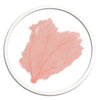 Classic Sea Fan in Round Frame - WJC Design