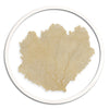 Classic Sea Fan in Round Frame - WJC Design