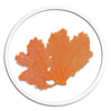 Classic Sea Fan in Round Frame - WJC Design