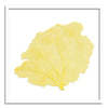 37 x 37" Classic Sea Fan - WJC Design