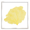 37 x 37" Classic Sea Fan - WJC Design
