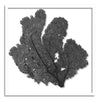 37 x 37" Classic Sea Fan - WJC Design