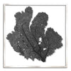 37 x 37" Classic Sea Fan - WJC Design